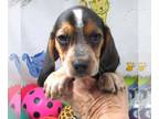 Beagle PUPPY FOR SALE ADN-809691 - Betsy Bluetick Beagle Girl