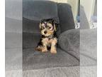 Yorkshire Terrier PUPPY FOR SALE ADN-809722 - Yorkie puppies