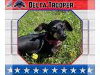 Dachshund DOG FOR ADOPTION RGADN-1303364 - Delta Trooper - Dachshund (short