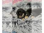 Plott Hound Mix DOG FOR ADOPTION RGADN-1303391 - Rey - Plott Hound / Mixed