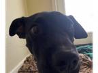 American Pit Bull Terrier DOG FOR ADOPTION RGADN-1303700 - SAGE #3 - Pit Bull