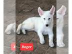 German Shepherd Dog-Huskies Mix DOG FOR ADOPTION RGADN-1304094 - Roger - German