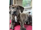 Adopt COSTA a Plott Hound, Mixed Breed