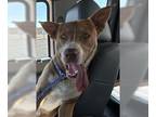 American Pit Bull Terrier Mix DOG FOR ADOPTION RGADN-1304408 - ROGER - Pit Bull