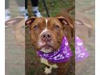 American Staffordshire Terrier Mix DOG FOR ADOPTION RGADN-1304765 - Suri -