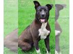 American Pit Bull Terrier Mix DOG FOR ADOPTION RGADN-1304847 - Thor - Pit Bull