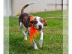 Beagle Mix DOG FOR ADOPTION RGADN-1304884 - Wally Special Needs is Diabetic
