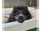 Chow Chow DOG FOR ADOPTION RGADN-1305145 - Addy - Chow Chow (long coat) Dog For