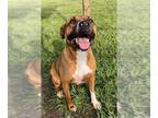 Boxer-Staffordshire Bull Terrier Mix DOG FOR ADOPTION RGADN-1305207 - MOLLY -