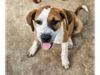 Coonhound-Redbone Coonhound Mix DOG FOR ADOPTION RGADN-1305870 - Viper -