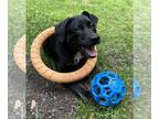 Labrador Retriever Mix DOG FOR ADOPTION RGADN-1306221 - Jake New Moon *LOCAL* -