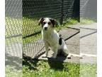 Cavalier King Charles Spaniel-Dachshund Mix DOG FOR ADOPTION RGADN-1306240 -