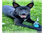 Australian Cattle Dog Mix DOG FOR ADOPTION RGADN-1306276 - Dog - Queensland