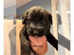 Poodle (Standard) Mix DOG FOR ADOPTION RGADN-1306289 - Wonka - Adorable Poodle
