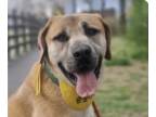 Daniff DOG FOR ADOPTION RGADN-1306508 - Nunu - Mastiff / Great Dane / Mixed Dog