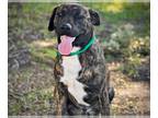 Labrador Retriever Mix DOG FOR ADOPTION RGADN-1306528 - BREADSTICK - Labrador