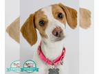 Beagle Mix DOG FOR ADOPTION RGADN-1306668 - Nicole - Beagle / Mixed Dog For