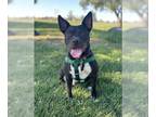 Australian Kelpie-Border Collie Mix DOG FOR ADOPTION RGADN-1306677 - DAE DAE -