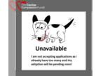 Labralas DOG FOR ADOPTION RGADN-1306739 - Reign - Vizsla / Labrador Retriever /