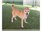 Huskies -Shiba Inu Mix DOG FOR ADOPTION RGADN-1306882 - FREYA - Shiba Inu /