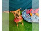 American Pit Bull Terrier Mix DOG FOR ADOPTION RGADN-1307103 - Bernice - Pit