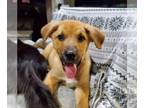 Collie-German Shepherd Dog Mix DOG FOR ADOPTION RGADN-1307330 - LLP Rising Sun :