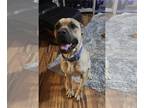 Mastiff DOG FOR ADOPTION RGADN-1307496 - Duke - Mastiff Dog For Adoption