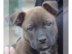 Akita-German Shepherd Dog Mix DOG FOR ADOPTION RGADN-1307723 - Houston - Akita /