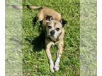 Buggs DOG FOR ADOPTION RGADN-1307928 - Birmingham - Pug / Boston Terrier / Mixed