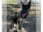 German Shepherd Dog-Siberian Husky Mix DOG FOR ADOPTION RGADN-1307943 - MILO -
