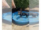 Dachshund-German Shepherd Dog Mix DOG FOR ADOPTION RGADN-1307958 - Mary -