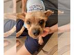 Shih Tzu Mix DOG FOR ADOPTION RGADN-1307987 - Wookie - Shih Tzu / Terrier /