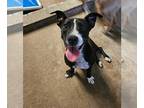 American Pit Bull Terrier-Dachshund Mix DOG FOR ADOPTION RGADN-1308299 - Lacey -