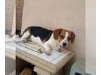 Beagi DOG FOR ADOPTION RGADN-1309680 - Frolic - Beagle / Corgi / Mixed Dog For
