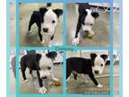 Boston Terrier Mix DOG FOR ADOPTION RGADN-1310204 - Conway - Terrier / Boston