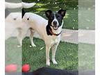 Border Collie-Rat Terrier Mix DOG FOR ADOPTION RGADN-1310292 - Charlie - Border