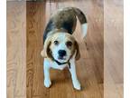 Beagle DOG FOR ADOPTION RGADN-1310539 - Dakota II - Beagle Dog For Adoption