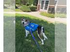Bluetick Coonhound Mix DOG FOR ADOPTION RGADN-1310751 - Teri - Bluetick