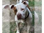 American Pit Bull Terrier DOG FOR ADOPTION RGADN-1311043 - 24-421 Peaches - Pit