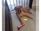 Golden Retriever Mix DOG FOR ADOPTION RGADN-1311072 - DAISY - Golden Retriever /