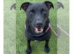 Labrador Retriever Mix DOG FOR ADOPTION RGADN-1311161 - MIDNIGHT - Labrador