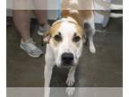 Mastador DOG FOR ADOPTION RGADN-1311345 - Herculees - Labrador Retriever /