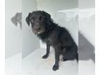 Border Terrier DOG FOR ADOPTION RGADN-1311436 - KODA - Border Terrier (long