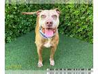 Staffordshire Bull Terrier Mix DOG FOR ADOPTION RGADN-1311443 - BIRDIE -