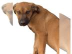 Labrador Retriever Mix DOG FOR ADOPTION RGADN-1311618 - Scooby - Labrador