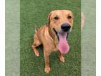 Labrador Retriever Mix DOG FOR ADOPTION RGADN-1311801 - ODIE - Labrador