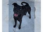Labrador Retriever Mix DOG FOR ADOPTION RGADN-1311835 - CJ - Handsome lab mix!