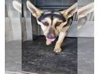 Mix DOG FOR ADOPTION RGADN-1311927 - BRONX - Husky (short coat) Dog For