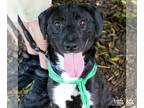 Labrador Retriever-Spaniel Mix DOG FOR ADOPTION RGADN-1312058 - Easton - Spaniel