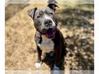 American Pit Bull Terrier DOG FOR ADOPTION RGADN-1312073 - DIEGO - Pit Bull